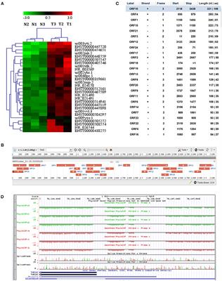 Long Non-coding Antisense RNA TNRC6C-AS1 Is Activated in Papillary Thyroid Cancer and Promotes Cancer Progression by Suppressing TNRC6C Expression